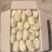 精品改良山东荷兰十五黄心