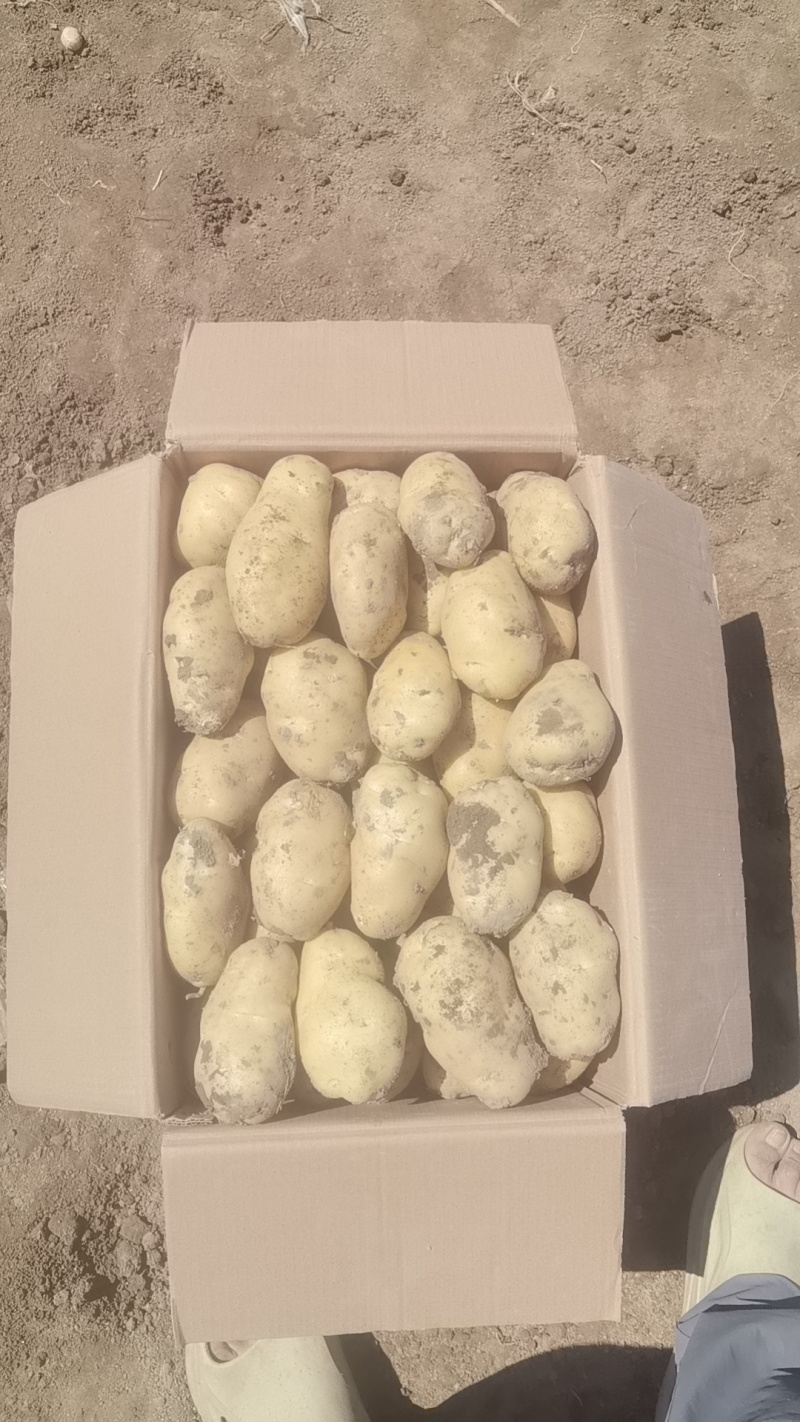 精品改良山东荷兰十五黄心