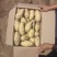 精品改良山东荷兰十五黄心