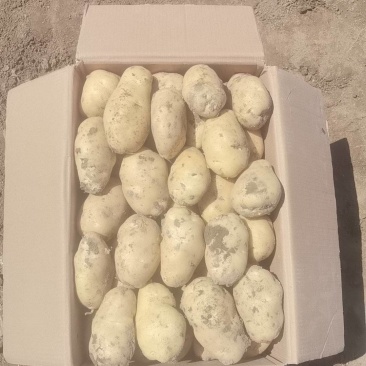 精品改良山东荷兰十五黄心