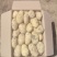 精品改良山东荷兰十五黄心