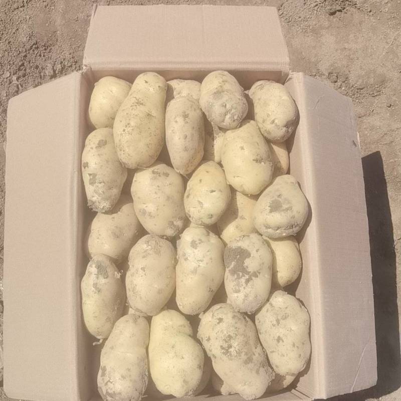 精品改良山东荷兰十五黄心