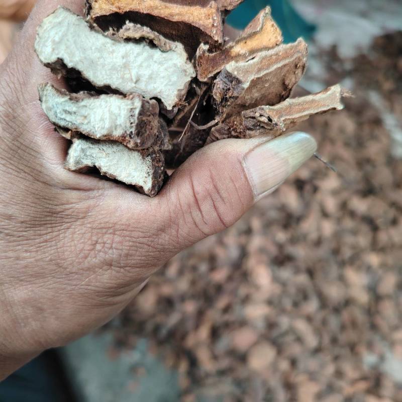 岩陀。云南迪庆岩陀。生长在大山海拔2千米上。药用含量好。