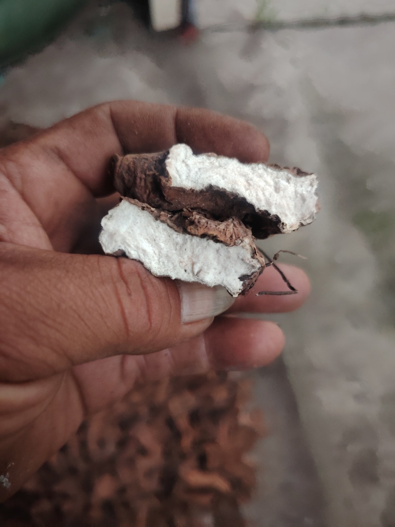 岩陀。云南迪庆岩陀。生长在大山海拔2千米上。药用含量好。