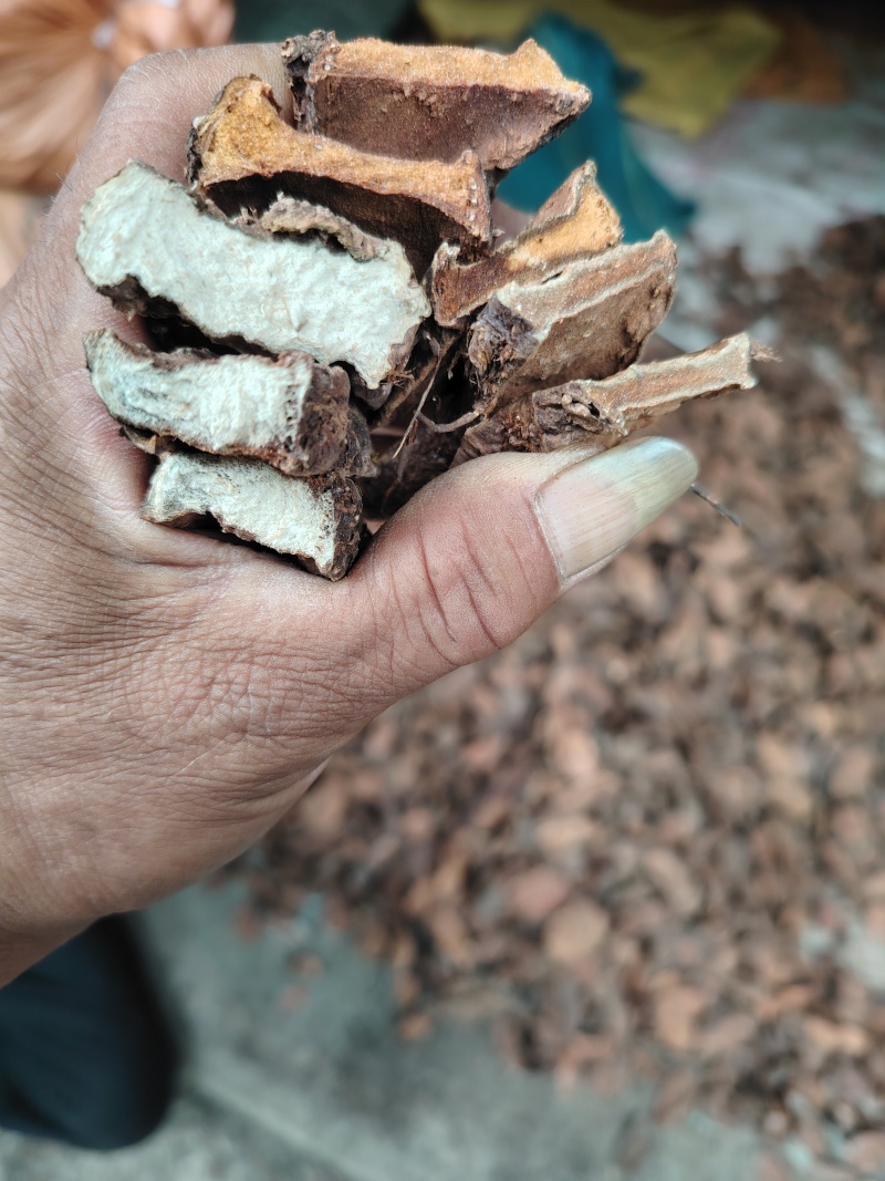 岩陀。云南迪庆岩陀。生长在大山海拔2千米上。药用含量好。