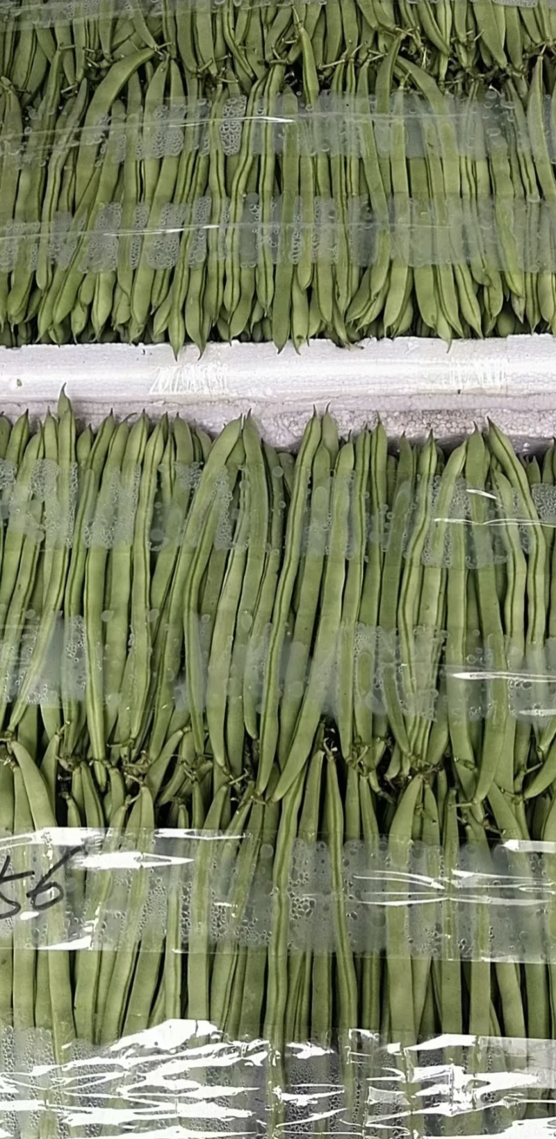 湖北天门四季豆产地发货一手货源批发品质保证价格美丽