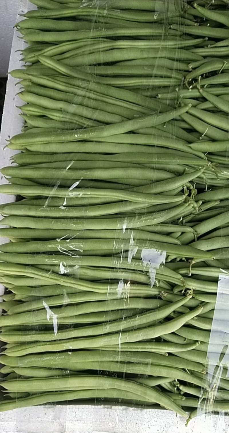 湖北天门四季豆产地发货一手货源批发品质保证价格美丽
