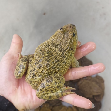 桂林**蛙业，田鸡牛蛙批发