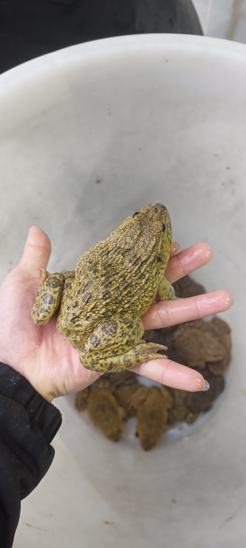 桂林**蛙业，田鸡牛蛙批发