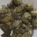 桂林**蛙业，田鸡牛蛙批发