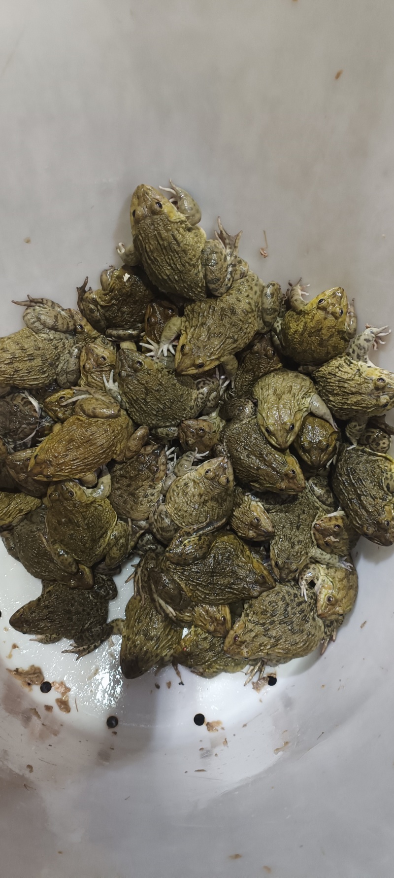 桂林**蛙业，田鸡牛蛙批发