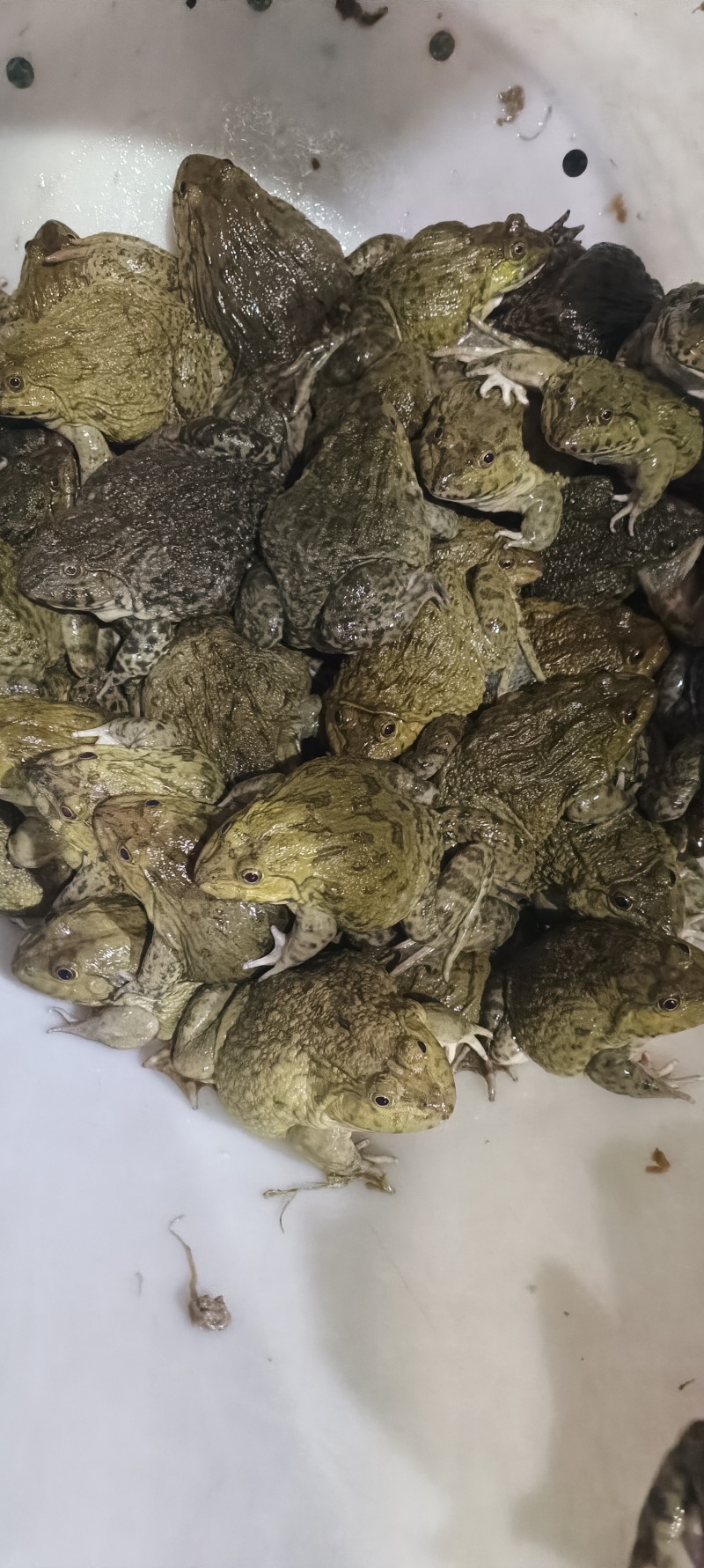 桂林**蛙业，田鸡牛蛙批发