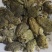 桂林**蛙业，田鸡牛蛙批发