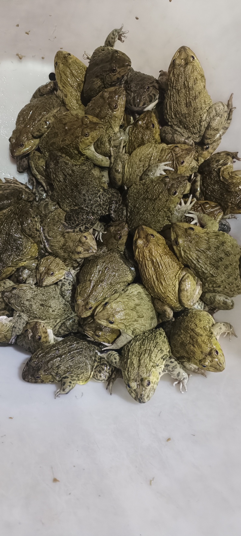 桂林**蛙业，田鸡牛蛙批发