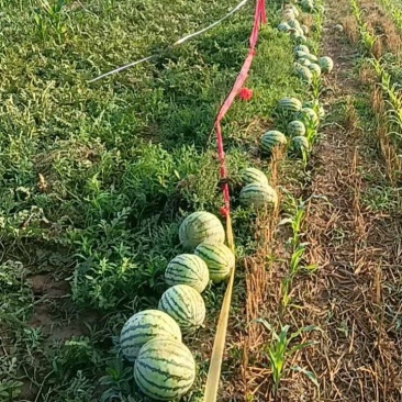 新上麒麟西瓜，口感好，价格合适