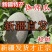 新疆伽师瓜2号，86王已上架