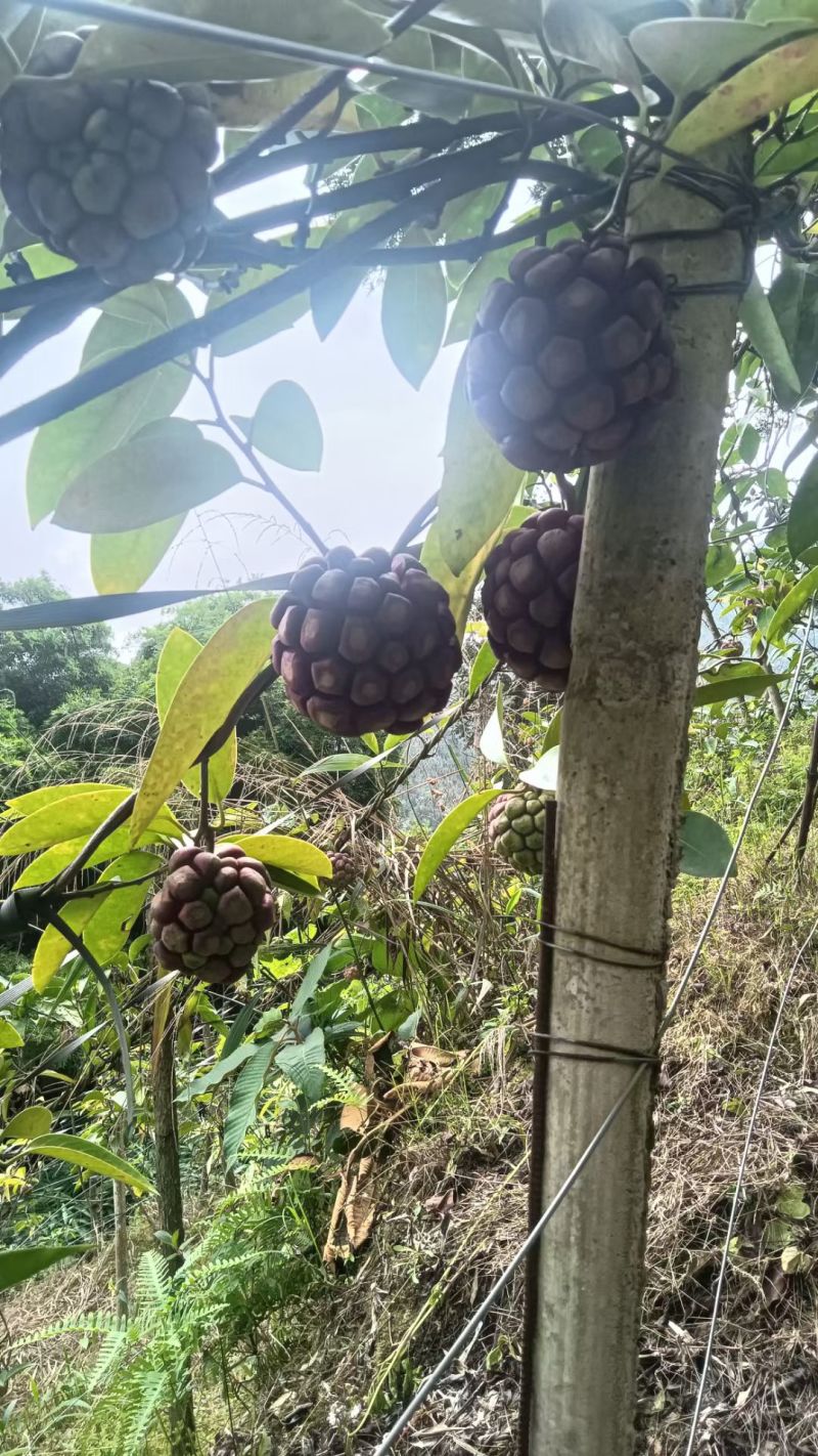【云南高山老虎果】新鲜采摘一手货源无中间商赚差价欢迎各位