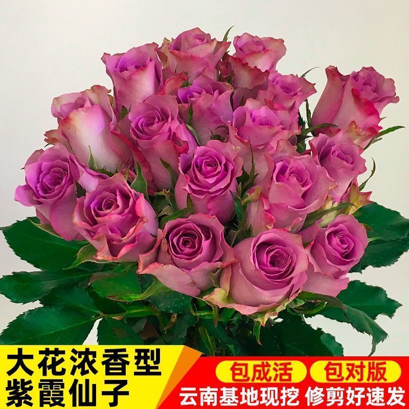 云南紫玫瑰鲜花紫霞仙子紫美人海洋之歌基地直发批发玫瑰老桩