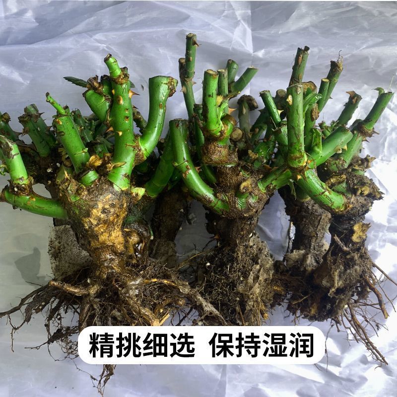 云南紫玫瑰鲜花紫霞仙子紫美人海洋之歌基地直发批发玫瑰老桩