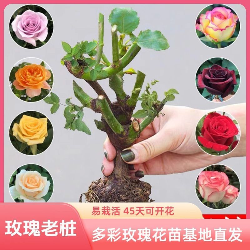 云南紫玫瑰鲜花紫霞仙子紫美人海洋之歌基地直发批发玫瑰老桩