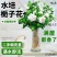 栀子花盆栽带花苞室内水培四季桌面开花好养绿植花卉