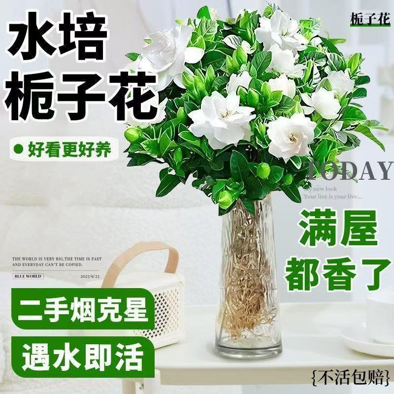 栀子花盆栽带花苞室内水培四季桌面开花好养绿植花卉