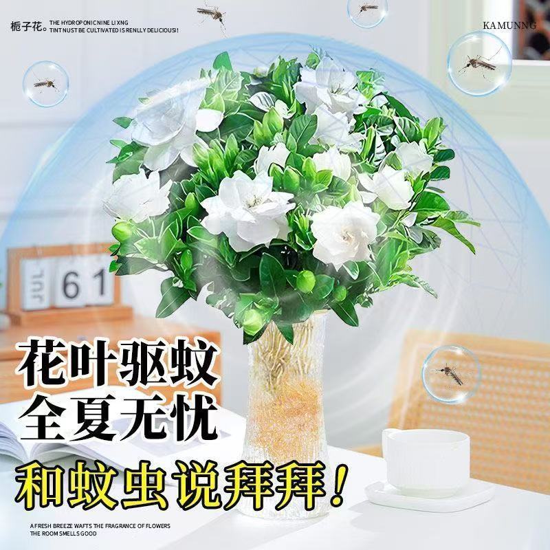 栀子花盆栽带花苞室内水培四季桌面开花好养绿植花卉