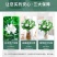栀子花盆栽带花苞室内水培四季桌面开花好养绿植花卉