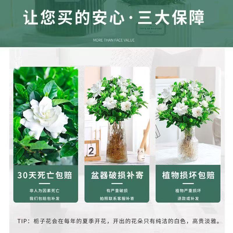 栀子花盆栽带花苞室内水培四季桌面开花好养绿植花卉