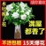 栀子花盆栽带花苞室内水培四季桌面开花好养绿植花卉