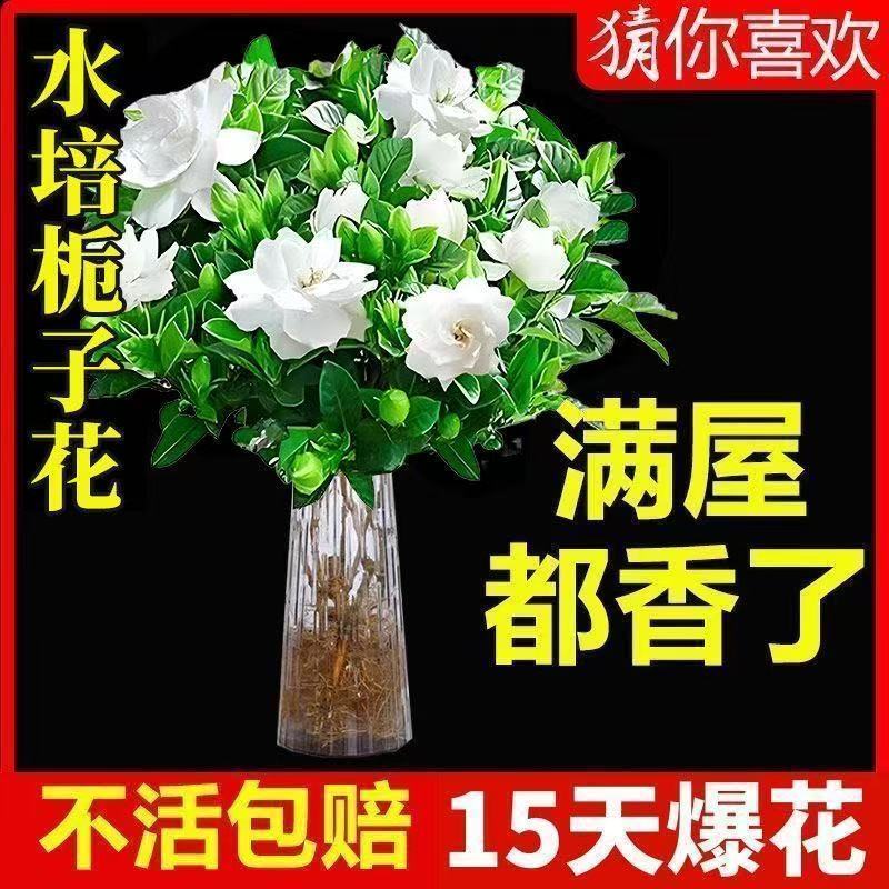 栀子花盆栽带花苞室内水培四季桌面开花好养绿植花卉