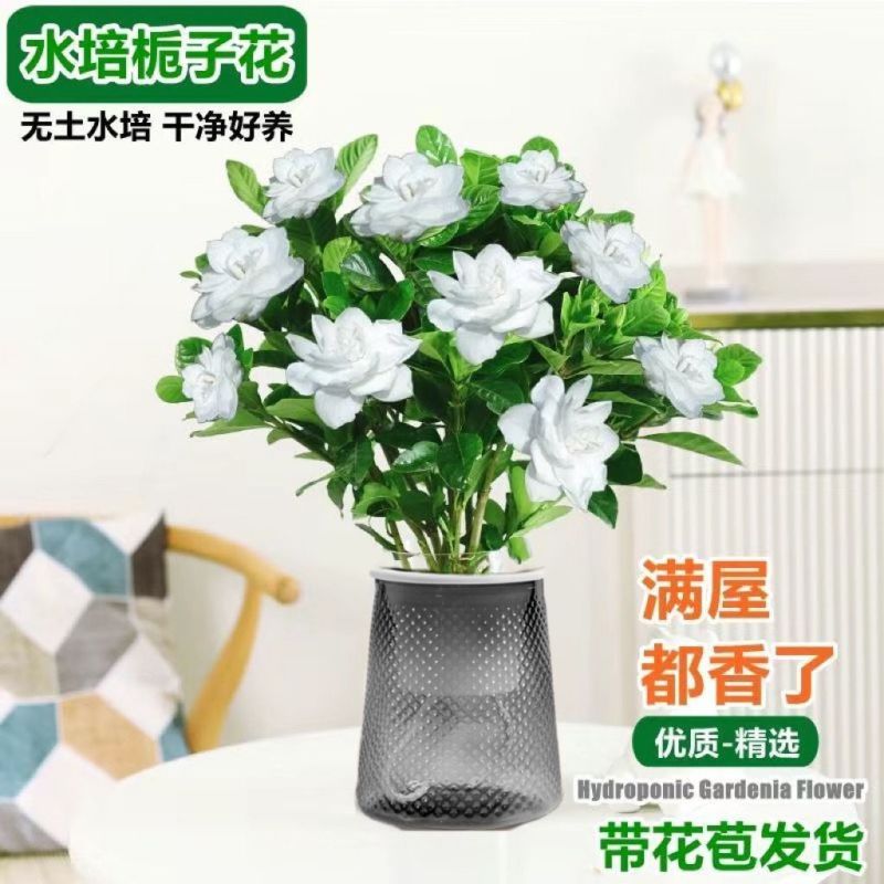 栀子花盆栽带花苞室内水培四季桌面开花好养绿植花卉
