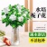 栀子花盆栽带花苞室内水培四季桌面开花好养绿植花卉