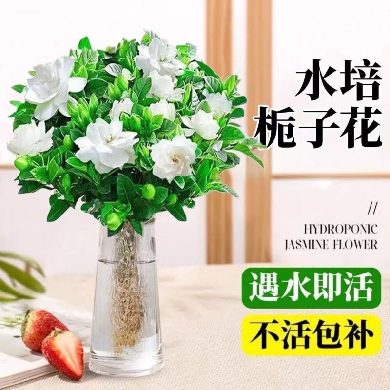 栀子花盆栽带花苞室内水培四季桌面开花好养绿植花卉