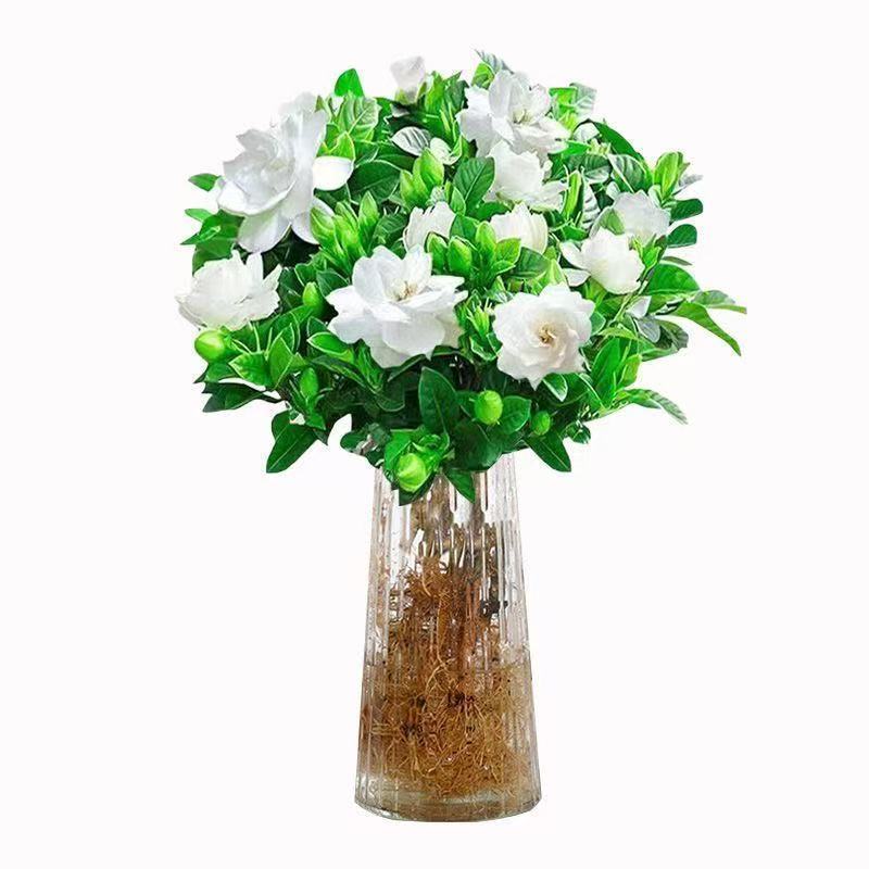 栀子花盆栽带花苞室内水培四季桌面开花好养绿植花卉