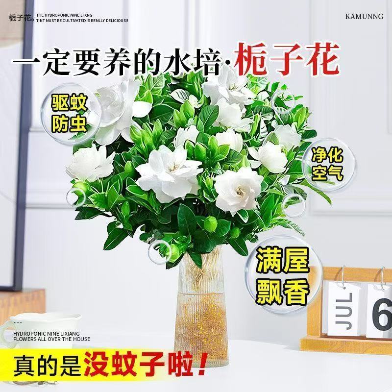 栀子花盆栽带花苞室内水培四季桌面开花好养绿植花卉