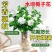 栀子花盆栽带花苞室内水培四季桌面开花好养绿植花卉
