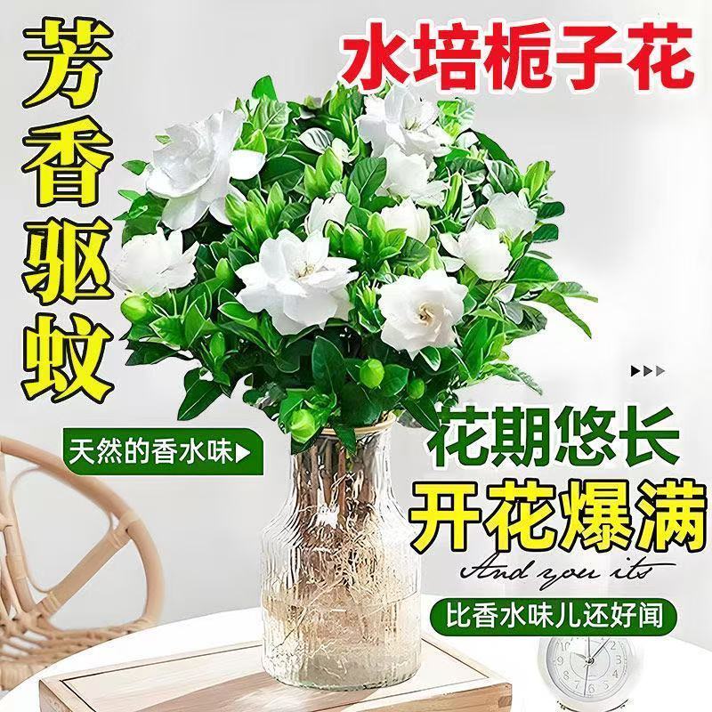 栀子花盆栽带花苞室内水培四季桌面开花好养绿植花卉
