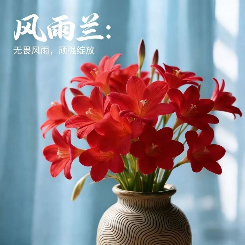 风雨兰花香兰室内外浓香花卉绿植耐热好养活水培土培四季开花