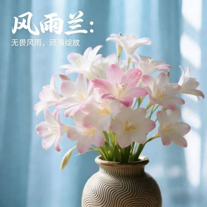 风雨兰花香兰室内外浓香花卉绿植耐热好养活水培土培四季开花