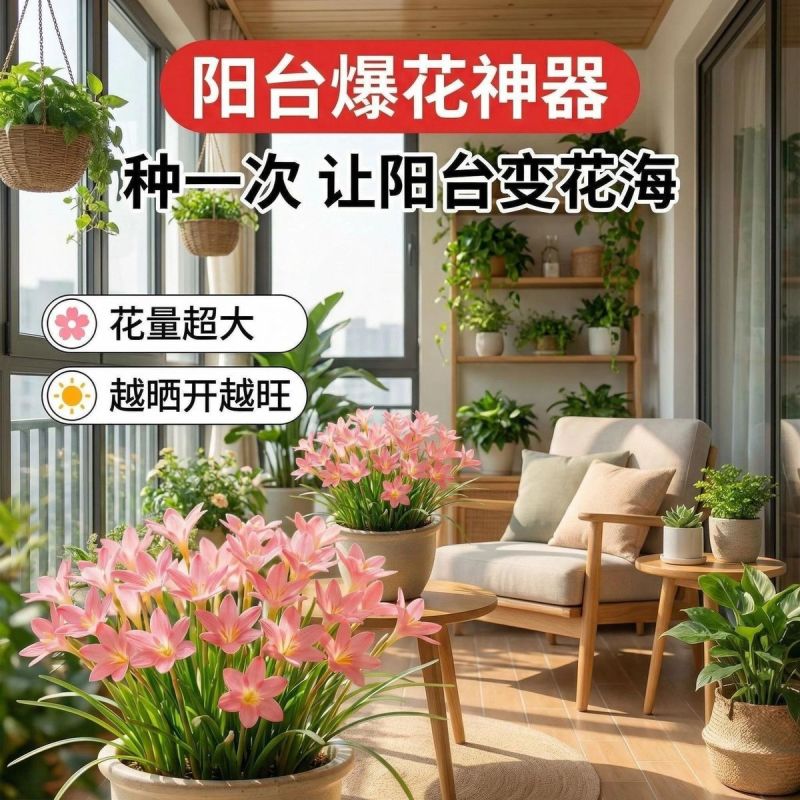 风雨兰花香兰室内外浓香花卉绿植耐热好养活水培土培四季开花