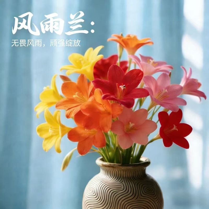 风雨兰花香兰室内外浓香花卉绿植耐热好养活水培土培四季开花