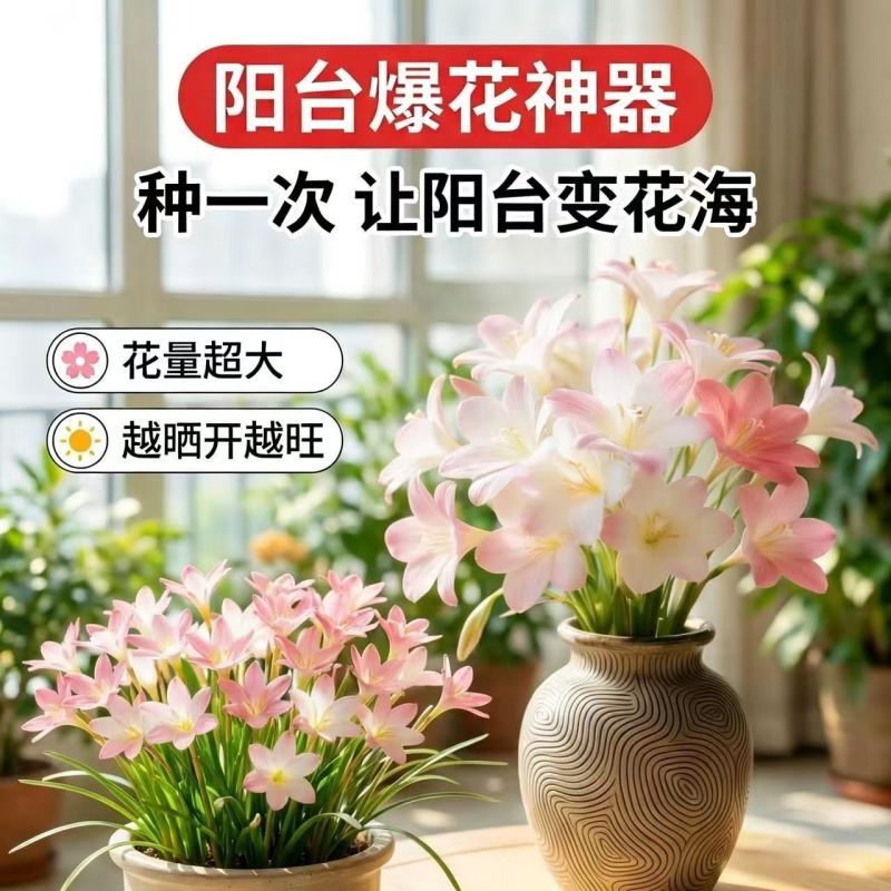 风雨兰花香兰室内外浓香花卉绿植耐热好养活水培土培四季开花