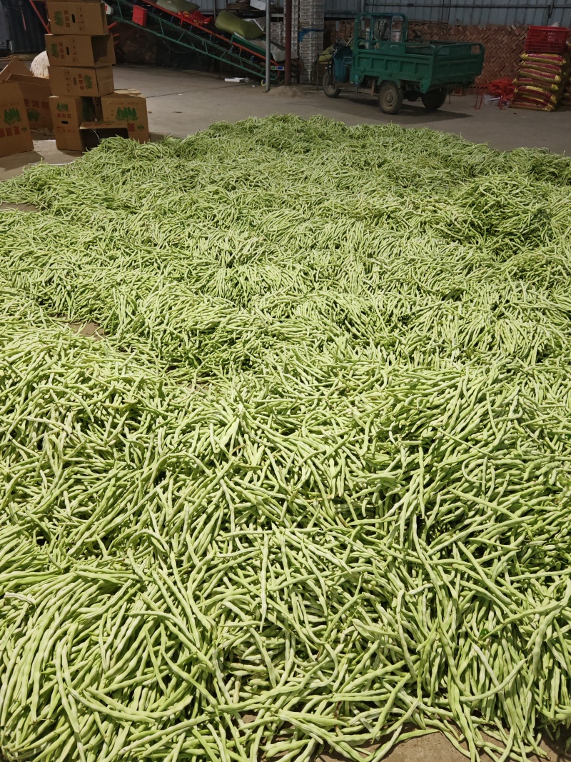 山西应县白王中王，白无丝大量供应，产地直供，可供电商。