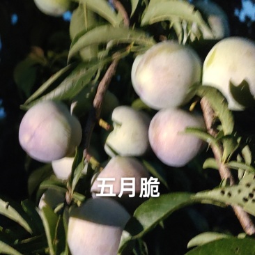 五月脆已大上市，口感好，脆脆甜甜