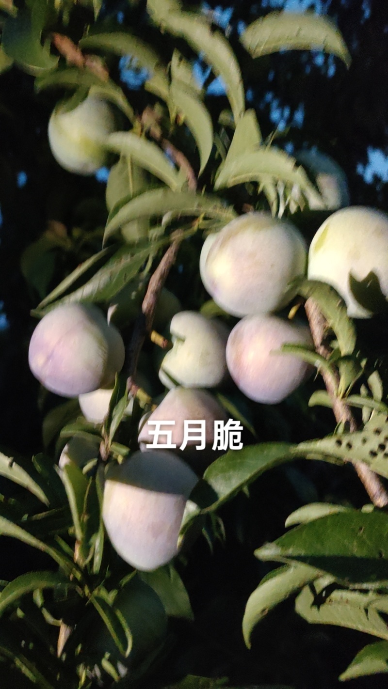 五月脆已大上市，口感好，脆脆甜甜
