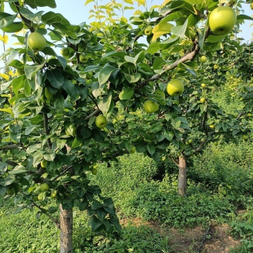 翠冠梨（自产自销），山泉水种植，香甜化渣