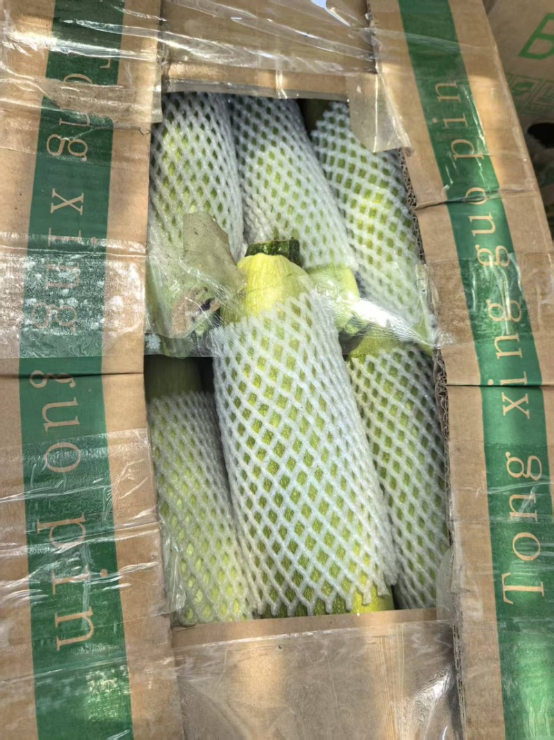 绿皮西葫芦