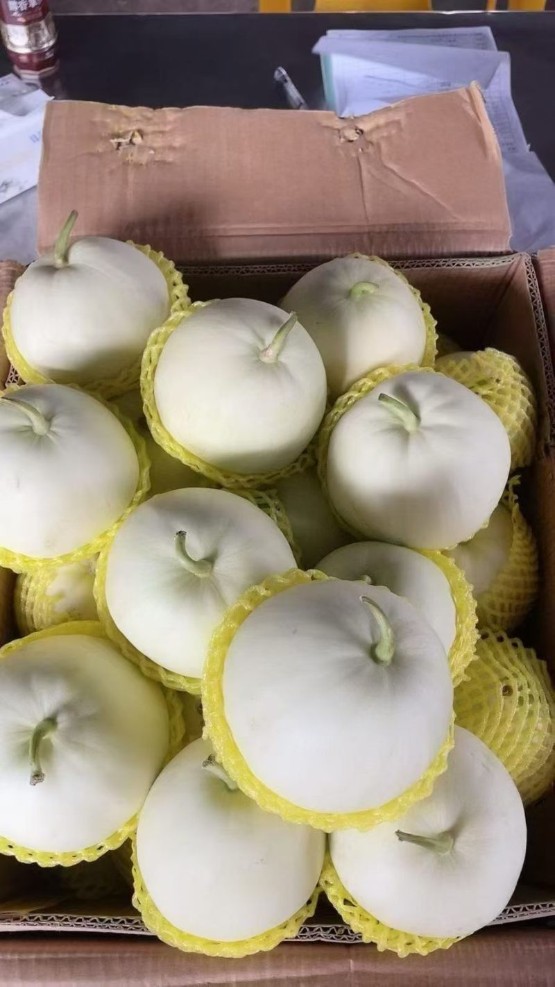 精品佳秀6西瓜甘美4K，甜瓜美浓麒麟。大量上市！
