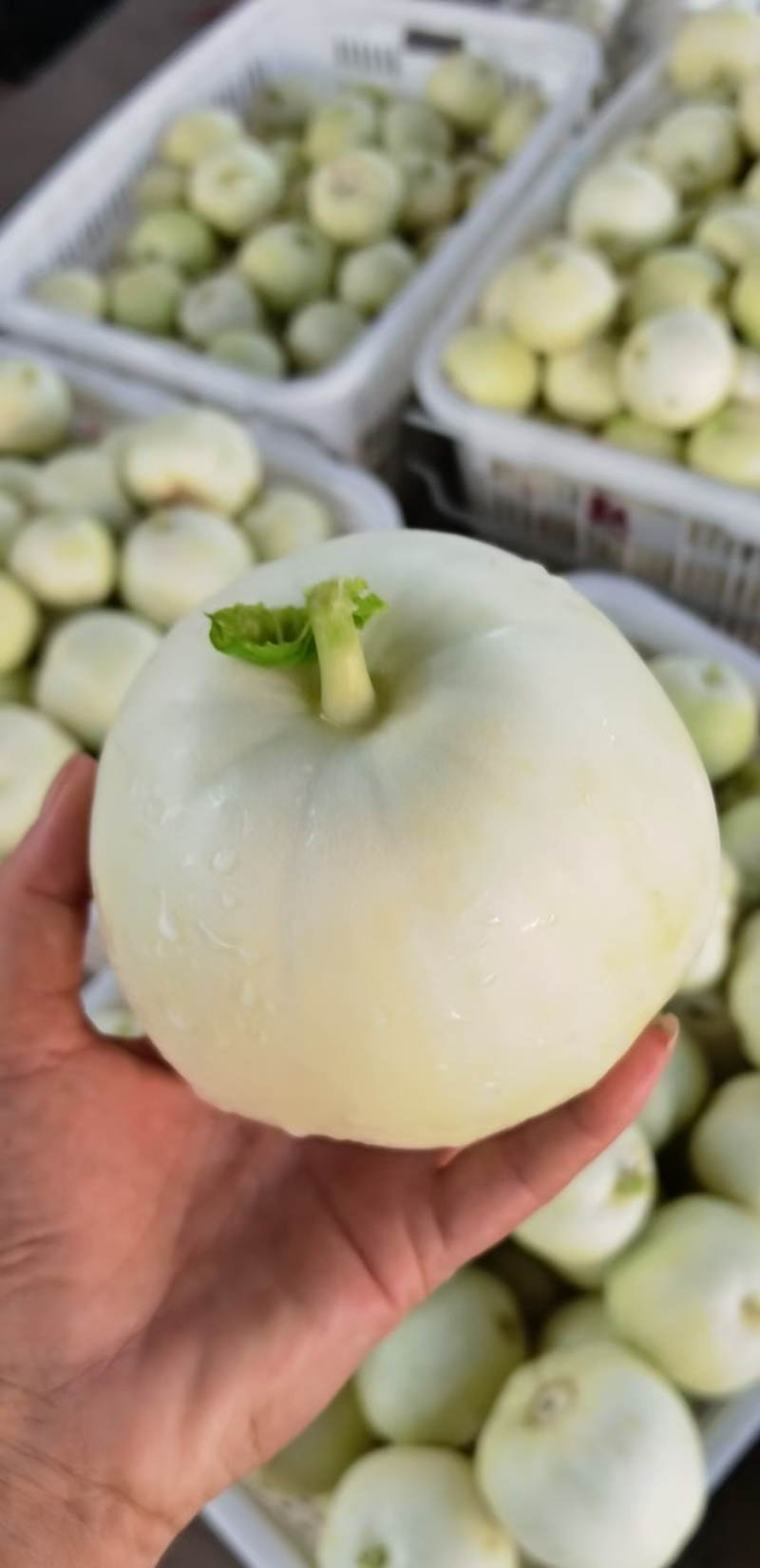 精品佳秀6西瓜甘美4K，甜瓜美浓麒麟。大量上市！